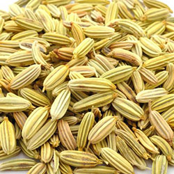 Fennel